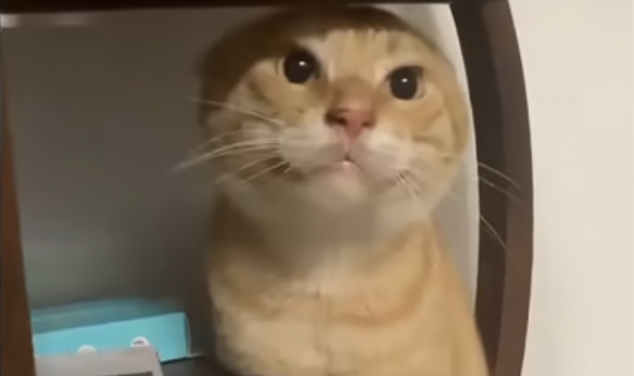 ˵ʵ籬èͷ˶繣
